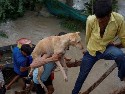 सड़क पर भटके जीवन को बचाएँ